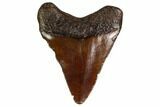 Juvenile Megalodon Tooth - Georgia #158779-1